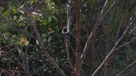 pájaro carnicero posado en un árbol en la selva tropical