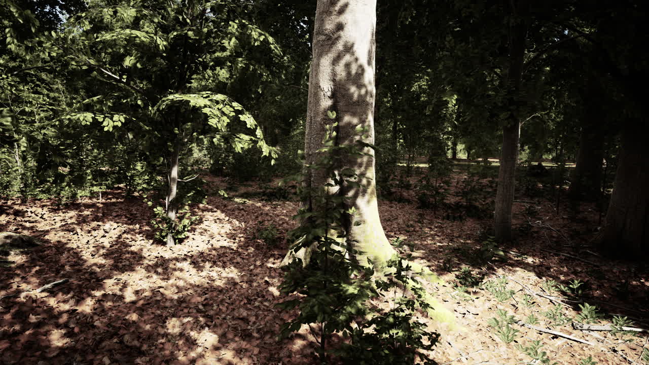 la luz del sol en un bosque exuberante