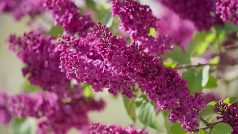 common lilac in bloom on a sunny springtime - close up