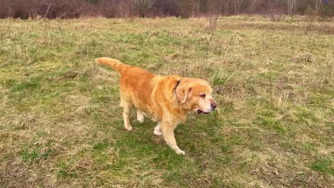 tracking shot of a golden retriever walking in a field with a ball in its mouth