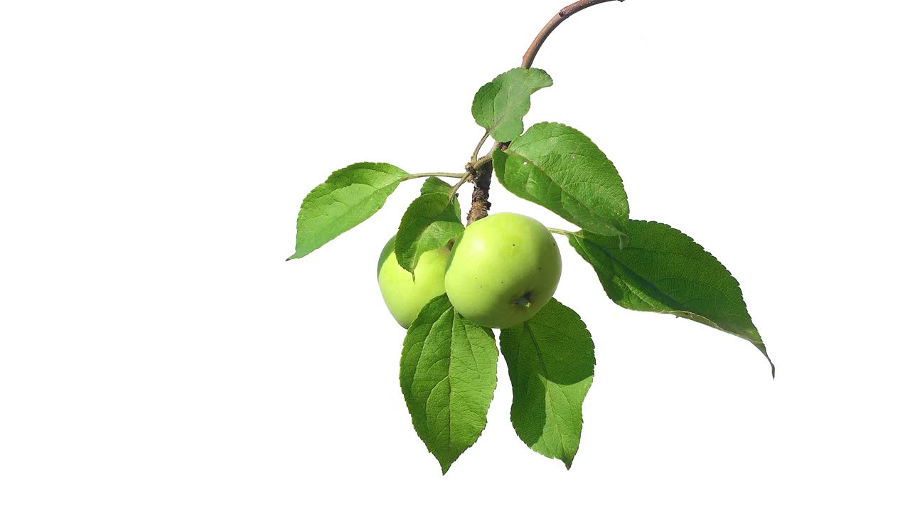 Mele verdi su sfondo bianco isolato.