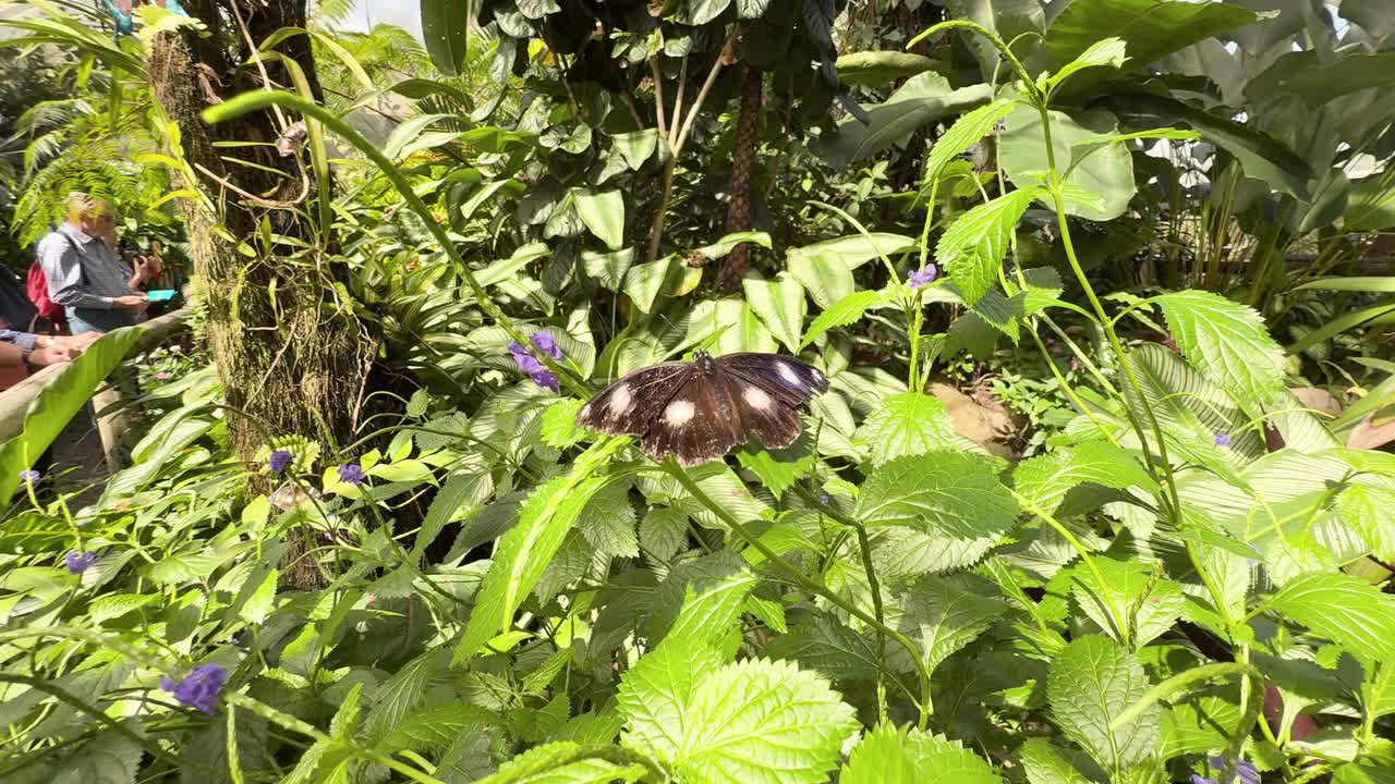 A butterfly flutters among vibrant green leaves and purple flowers in a sunlit greenhouse, showcasing natural beauty and tranquility