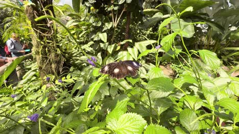 a butterfly flutters among vibrant green leaves and purple flowers in a sunlit greenhouse, showcasing natural beauty and tranquility
