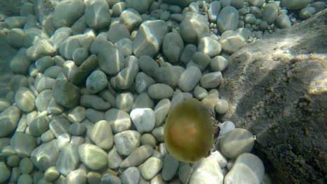 camera approaches fried egg jellyfish on seabed full of rocks and stones under beautiful sunlight reflections