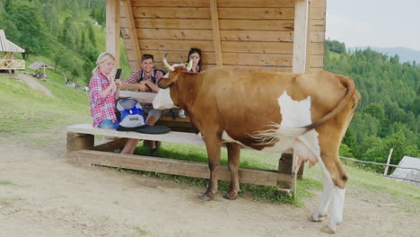 funny cow meeting tourists 1