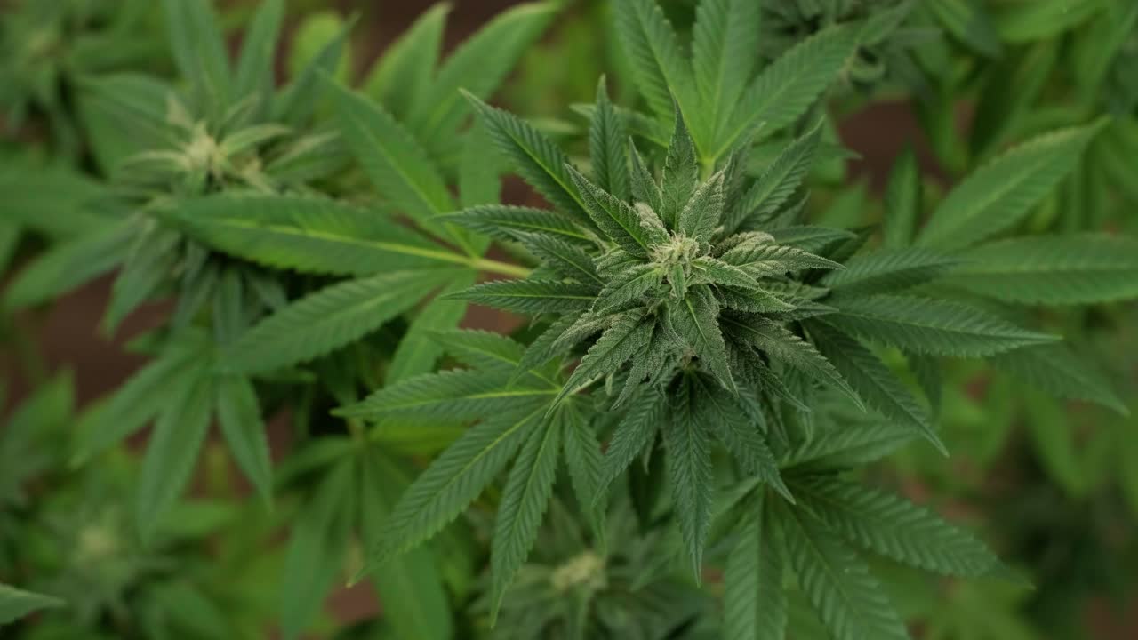 cultivo de plantas de cannabis. investigación de cannabis para su uso en medicina, recopilación de datos. investigación de aceite de cáñamo. producción de marihuana.
