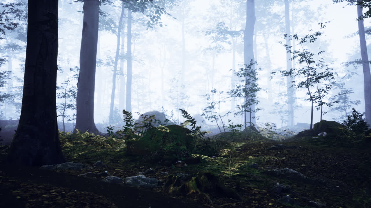 Misty morning in the woods with rays of light