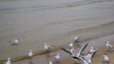 Gruppe-Von-Möwen-Am-Sandstrand