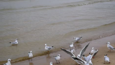 grupo de gaviotas en la playa de arena