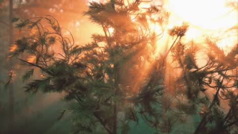 un atardecer mágico en un bosque de pinos