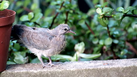 cute baby laughing dove stretches out its wings and starts preening feathers