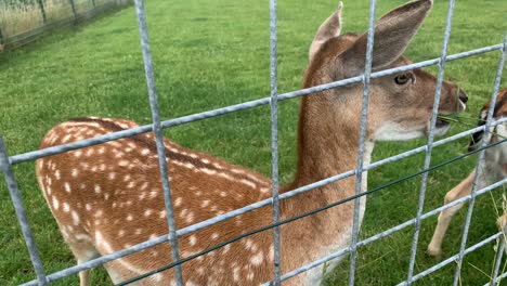 close up shot person feeding cute deer with grass stalks during daytime in nature