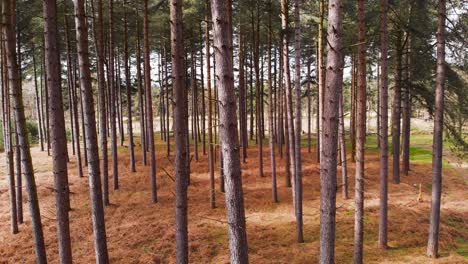 Grüner-Wald