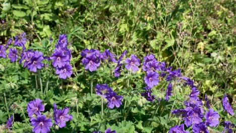 bee collecting nectar from purple plants in garden