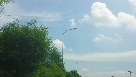 árbol junto a la carretera decorando la calle con lámparas callejeras