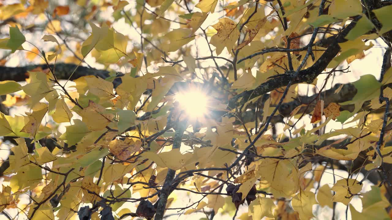 Sunlight Peeking Through Autumnal Tree Foliage. Low Angle Shot