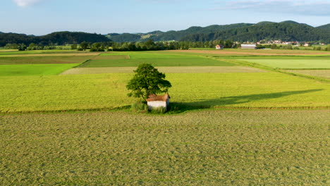 lush green rural landscape with fields and pastures with an old barn under a large tree, aerial orbiting view