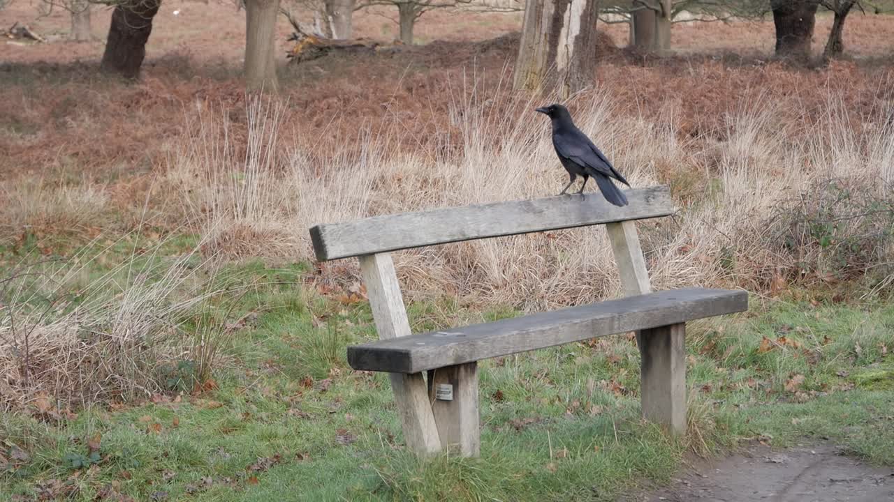 Autumn colors in park and raven perching on a park bench