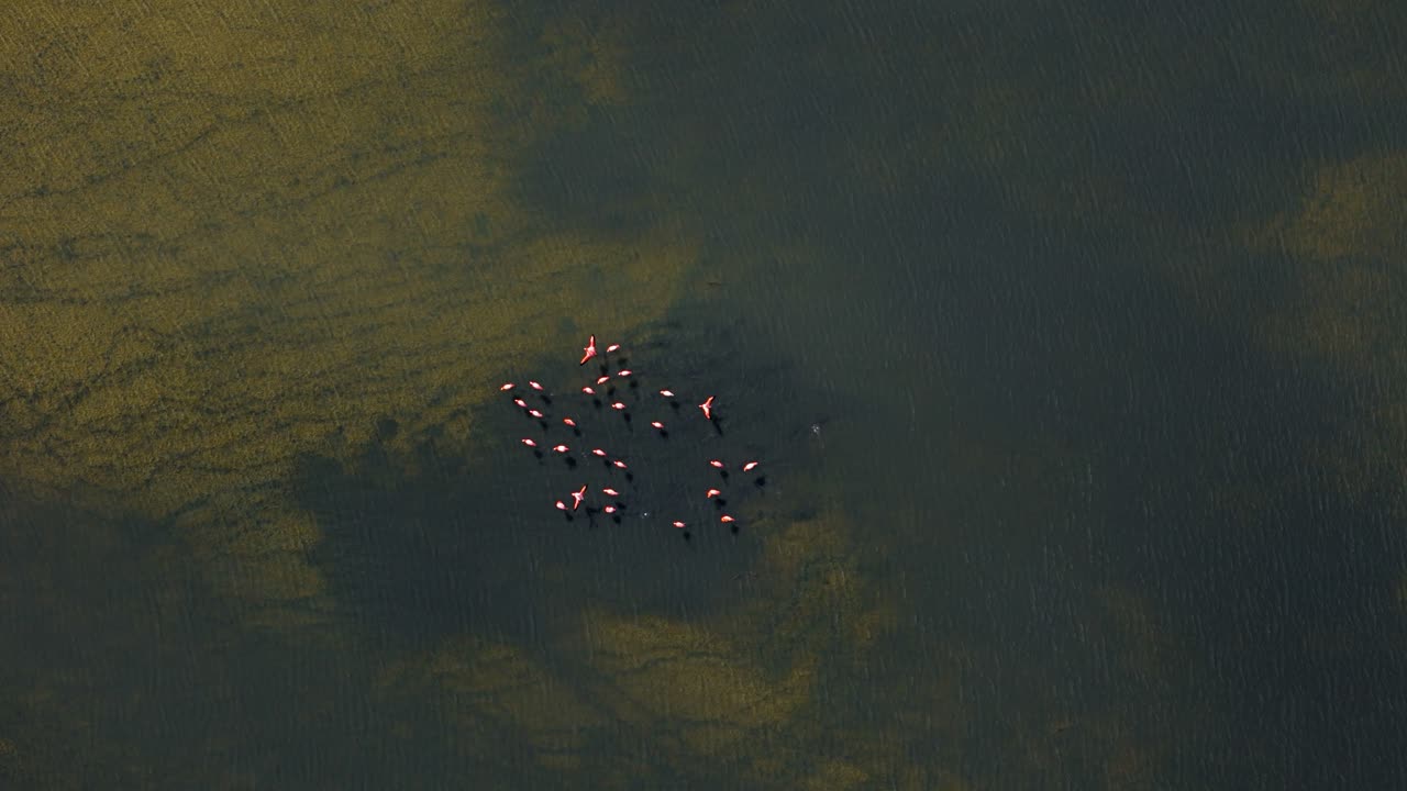 플라밍고 무리가 물 속의 녹색 해조류가 있는 진 에서 먹이를 먹기 위해 모입니다.