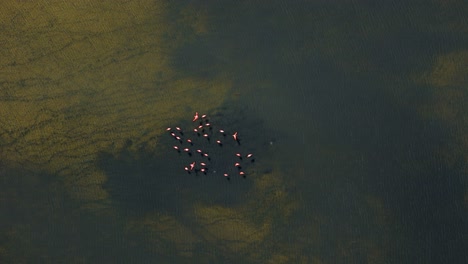 Flamingo-flock-gather-to-feed-in-mudflats-with-green-algae-flats-in-water