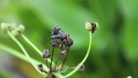 two flies perched on a plant