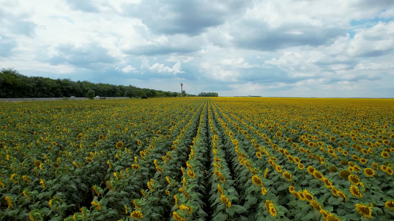 vista de un avión no tripulado de una plantación de girasol con grandes flores amarillas, hojas verdes y cielo azul con gruesas nubes blancas en el fondo