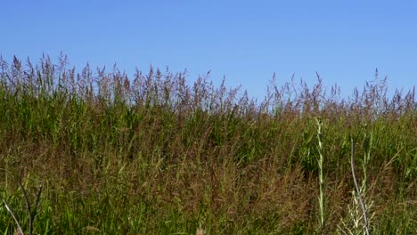 cinematic footage of weeds moved by the wind in slow motion