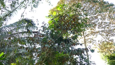 mantled howler monkey hiding in the tree canopies in a costa rica rainforest