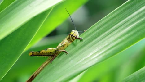 close-up of grasshopper perched on green leaf in nature setting