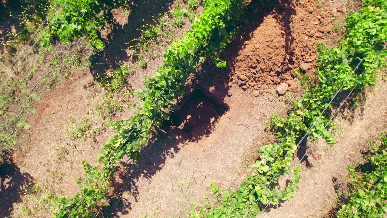 vista superior de un pozo de prueba con vides que crecen en el viñedo en el valle de limari, chile