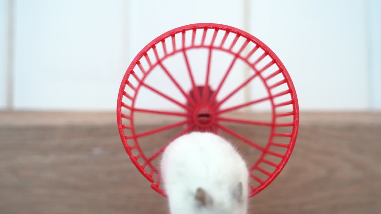 A Dzungarian hamster is sitting on a training wheel washing his face. The hamster washes his paws on a plastic red wheel