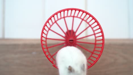 un hámster dzungariano está sentado en una rueda de entrenamiento lavándose la cara. el hámster se lava las patas en una ruedas roja de plástico