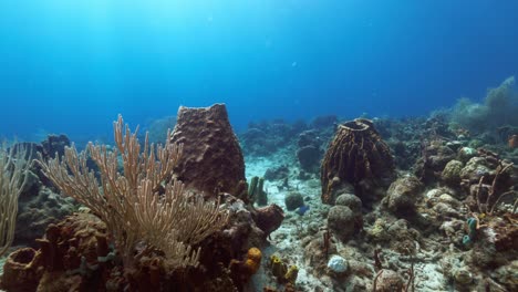 nadando sobre el arrecife con algunos peces pequeños jugando alrededor del coral