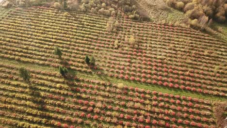 christmas trees growing and casting a shadow on a red chokeberry field