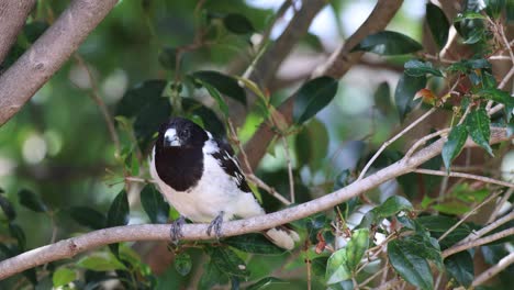 a bird sits quietly among leafy branches