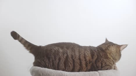 adorable cat posing in the studio with white backdrop
