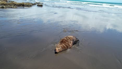 lobo marino de nueva zelanda tendido en una playa de arena negra en taranaki
