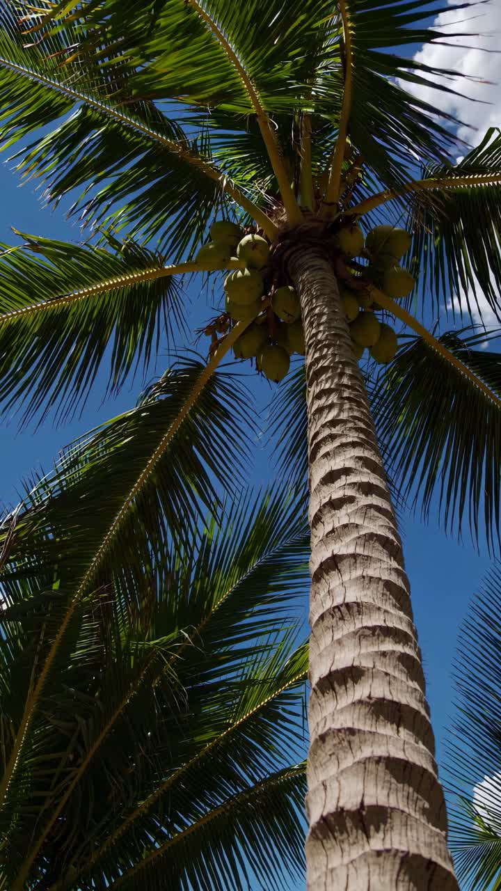 Low-angle view of a tall coconut palm tree against a bright blue sky, capturing a tropical vibe
