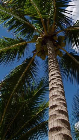 low-angle view of a tall coconut palm tree against a bright blue sky, capturing a tropical vibe