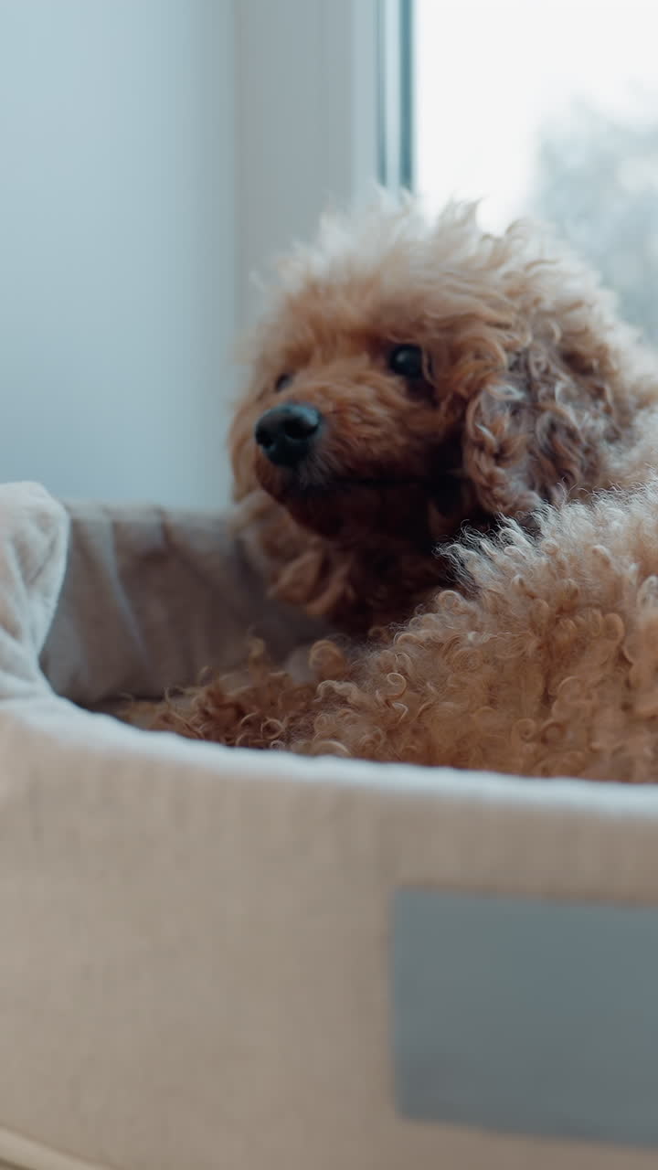Calm dog observing, Quiet poodle gazes outside peacefully, Beautiful poodle sits calmly watching through window, Gentle and peaceful poodle patiently surveys outdoor scene from its cozy resting spot