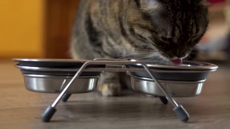 a female cat eating dry food from metal dish. metal dish with food and water. shot in 4k