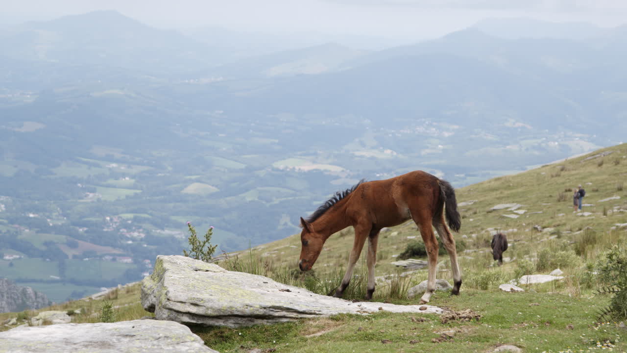 potro en la cima de la montaña con vista al valle