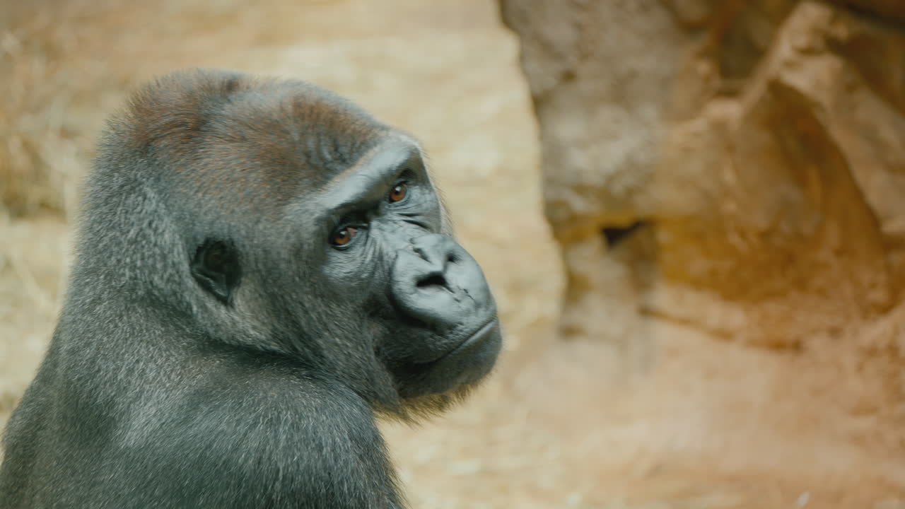 Ritratto di un gorilla che si guarda intorno.