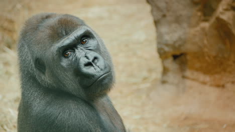 portrait of a gorilla looking around