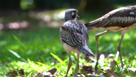 pájaros tímidos que habitan en el suelo vistos de pie en la llanura de hierba abierta bajo la sombra, zarapito de piedra de arbusto, burhinus grallarius endémico de australia, tiro de cerca a la luz del día