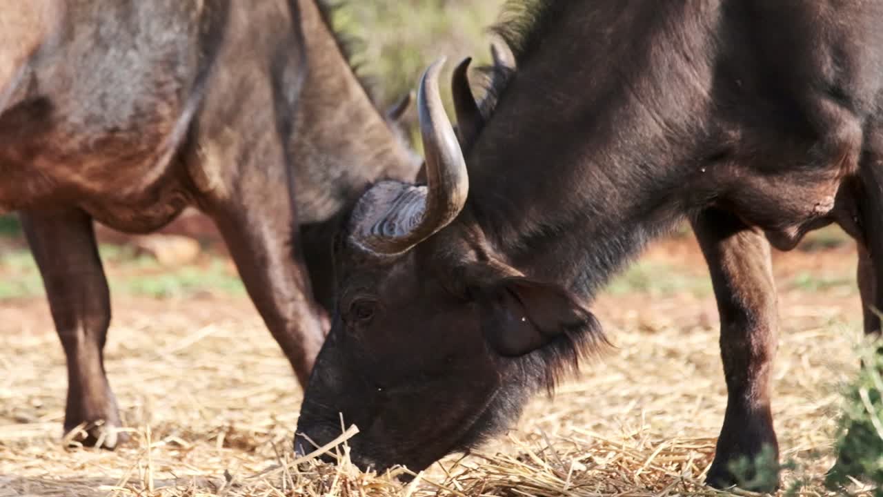 Close-up of African Buffalo Grazing in Savanna