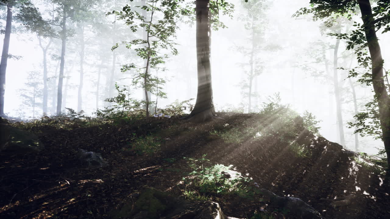 안개 숲 속 의 빛