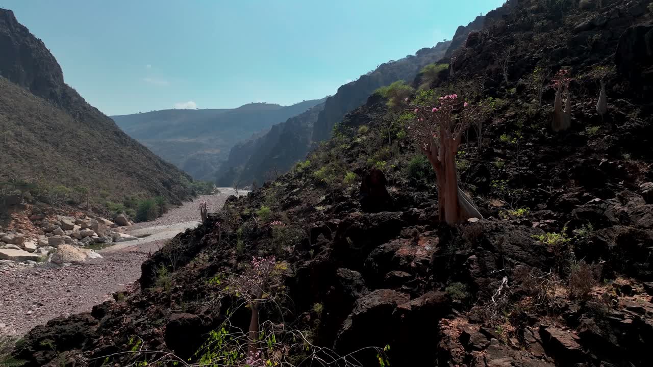 árbol de hoja estrecha en el cañón de wadi dirhur en socotra, yemen