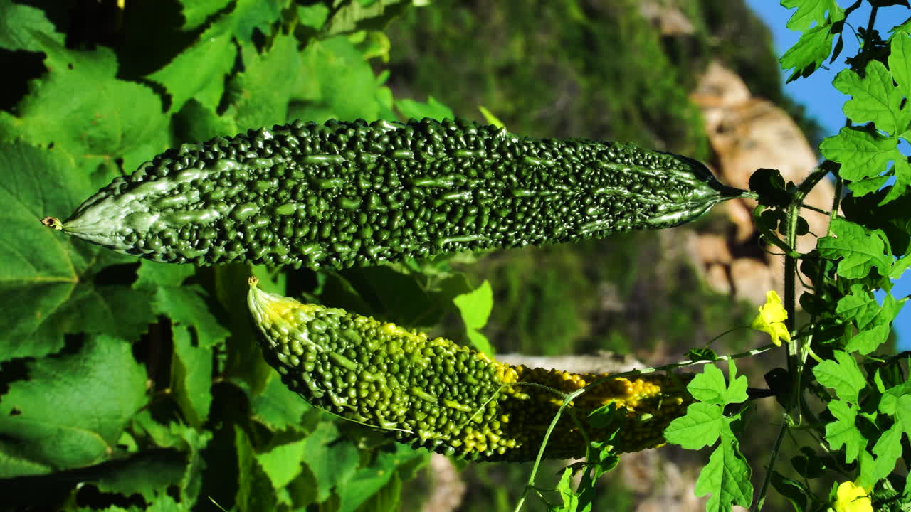 초본 포도 나무에 매달려 여주를 닫습니다