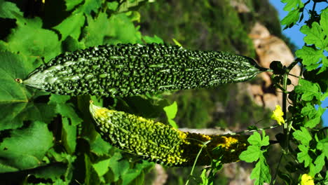 Close-up-of-bitter-gourds-hanging-from-herbaceous-vine